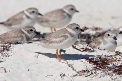 Berry Islands, Feb. 4-5