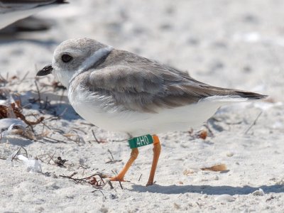 4H0 green (O) (G_F 4H0:O) Banded as a chick at Fire Island National Seashore, NY on 7/7/2016.