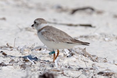 83 green (O 423) (G_F 83:O 423) Banded as an adult at Fire Island, NY on 6/9/2013 and has bred nearby each year since.