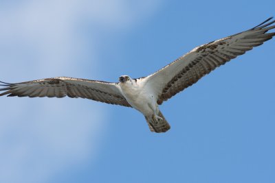 Survey 5.1 - Bahamian (Caribbean) osprey overhead