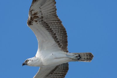 Survey 5.1 - Bahamian (Caribbean) osprey overhead