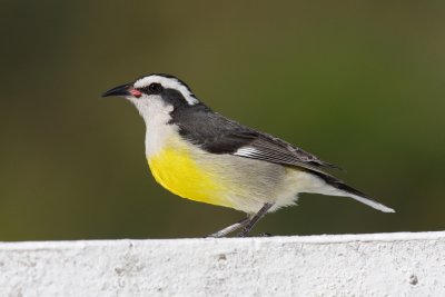 Bananaquit after end of Survey 5.1