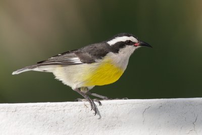 Bananaquit after end of Survey 5.1