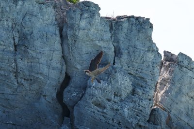 Main roost site - peregrine falcon flyby (before flock arrived)