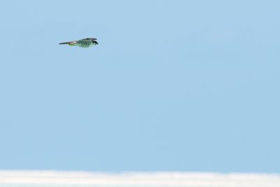 Main roost site - peregrine falcon flyby (before flock arrived)