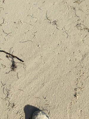 Survey 5.1 - Plover tracks near high tide line