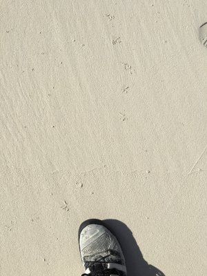 Survey 5.3 plover tracks