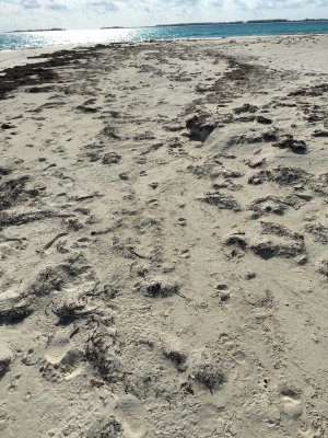 Survey 5.3 tracks in roosting area