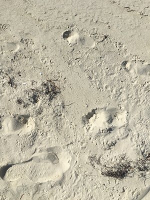 Survey 5.3 tracks in roosting area