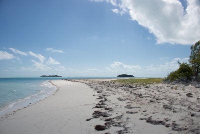 Survey 5.6, Main roost site, Feb 5