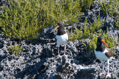 Berry Islands, Feb. 4-5