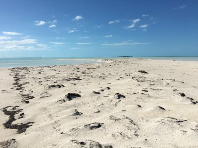 Roost site at north tip of Joulters, Jan 31