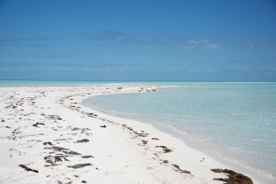 Roost site at north tip of Joulters, Jan 31