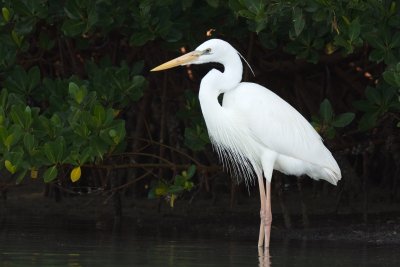 Great White Heron, Lovers Key SP, Fort Myers Beach, FL