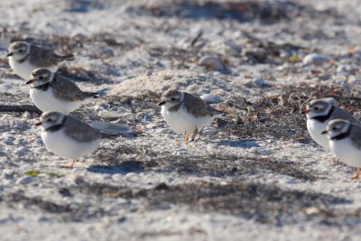 Florida banded birds, March 2017