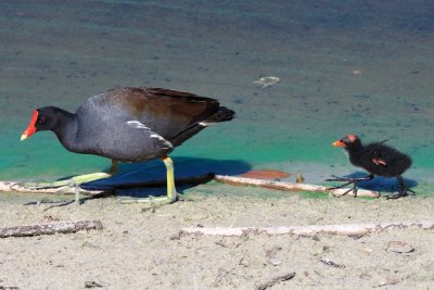 Moorhen (common gallinule) and chick, Naples, FL
