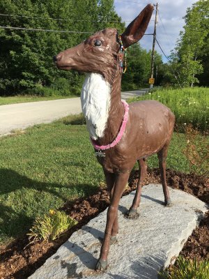 Summit deer in 2016