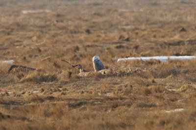 Back to snowy owl no. 1