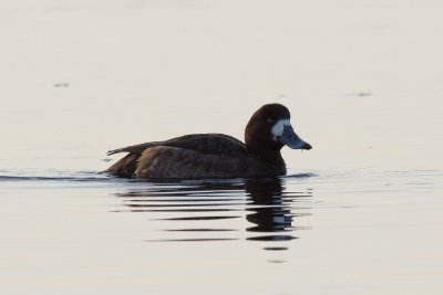 hey look, a female scaup
