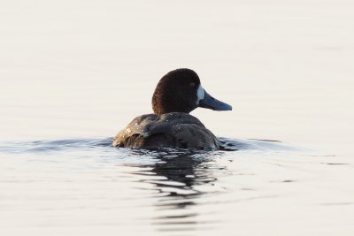 female scaup (lesser? greater? not sure)