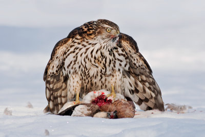 Northern Goshawk