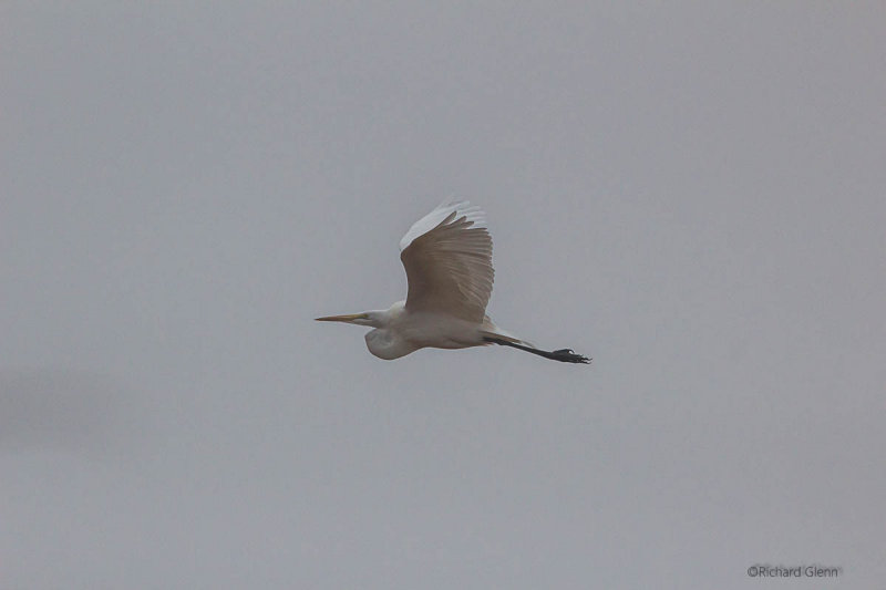 Egret in flight