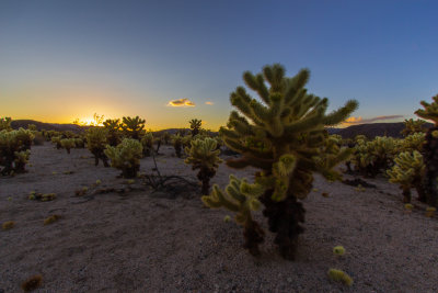 Last Light Cholla Garden