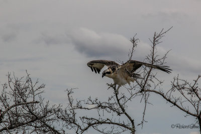 Western Osprey  (Pandion haliaetus)