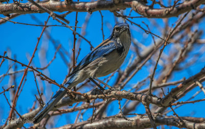 The California Scrub Jay (Aphelocoma californica)