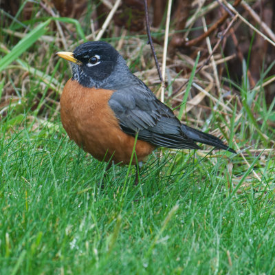 American Robin Turdus migratorius 