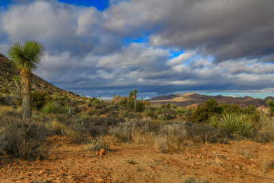 Joshua Tree National Park