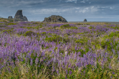 Wild Lupine