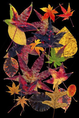 leaf collections