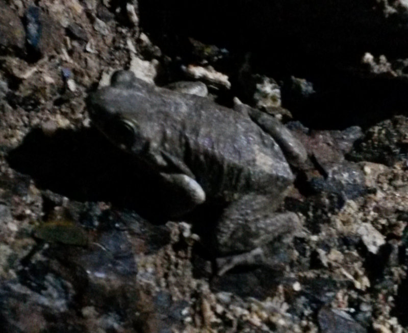 2. Dhofar Toad - Bufo dhufarensis (Parker, 1931)