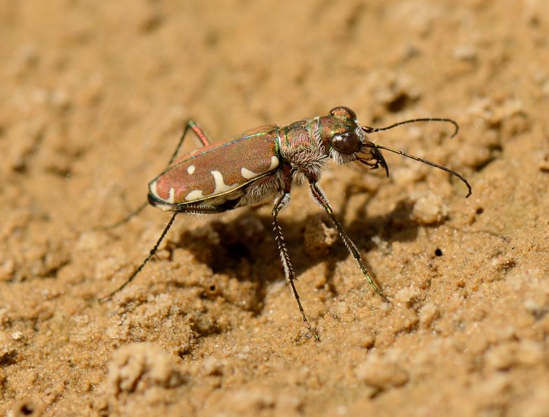 2. Cicindela (Calomera) cf. fischeri (Adams, 1817)