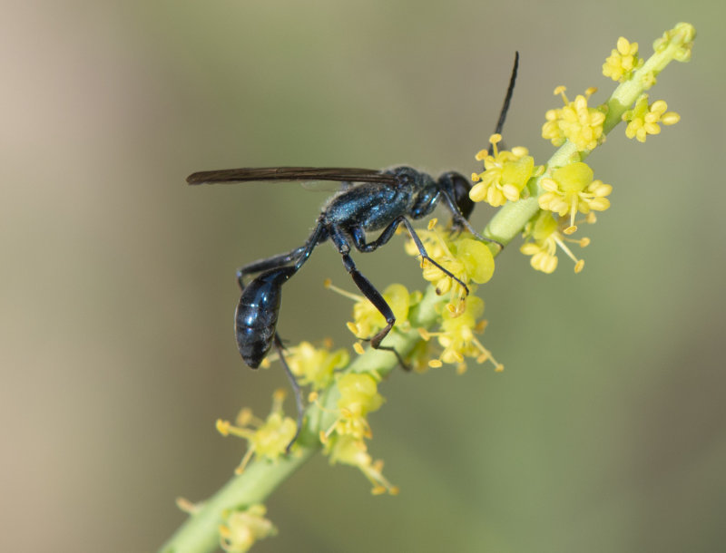 9. Chalybion flebile (Lepeletier, 1845) - Blue Mud Dauber