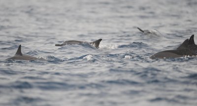 3. Spinner Dolphin - Stenella longirostris