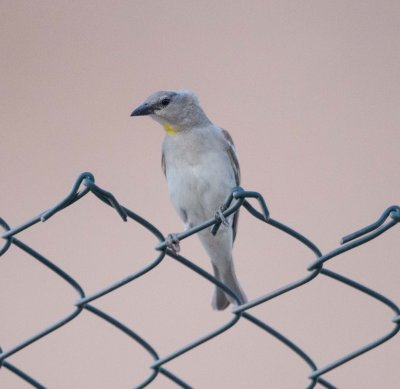 2. Yellow-throated Sparrow - Gymnoris xanthocollis 