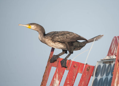 1. Continental Cormorant - Phalacrocorax carbo sinensis