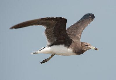 5. Sooty Gull - Larus hemprichii