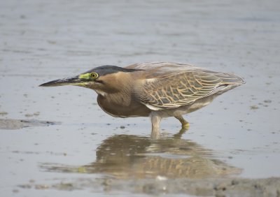 12. Striated Heron - Butorides striata