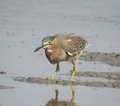 12. Striated Heron - Butorides striata