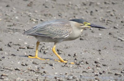 12. Striated Heron - Butorides striata