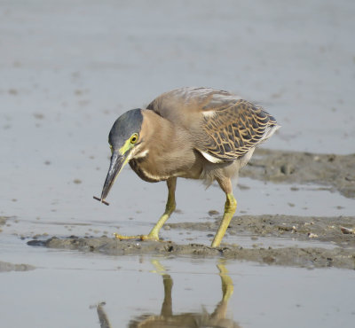 12. Striated Heron - Butorides striata