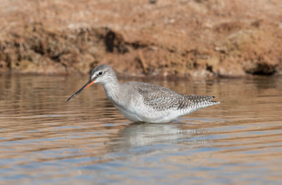 8. Spotted Redshank - Tringa erythropus