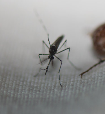 1. Aedes vittatus (Bigot, 1861)