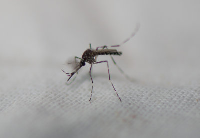 1. Aedes vittatus (Bigot, 1861)