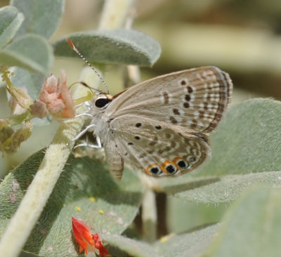 3.Chilades trochylus (Freyer, 1845) - Grass Jewel