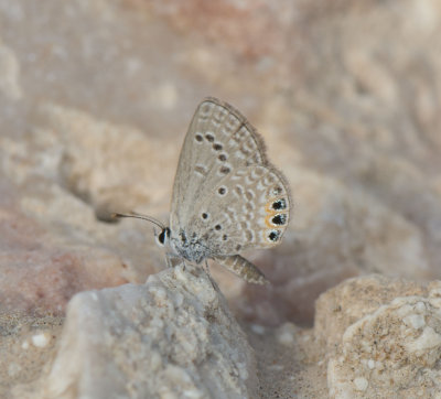 3.Chilades trochylus (Freyer, 1845) - Grass Jewel