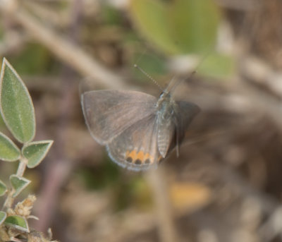 3.Chilades trochylus (Freyer, 1845) - Grass Jewel